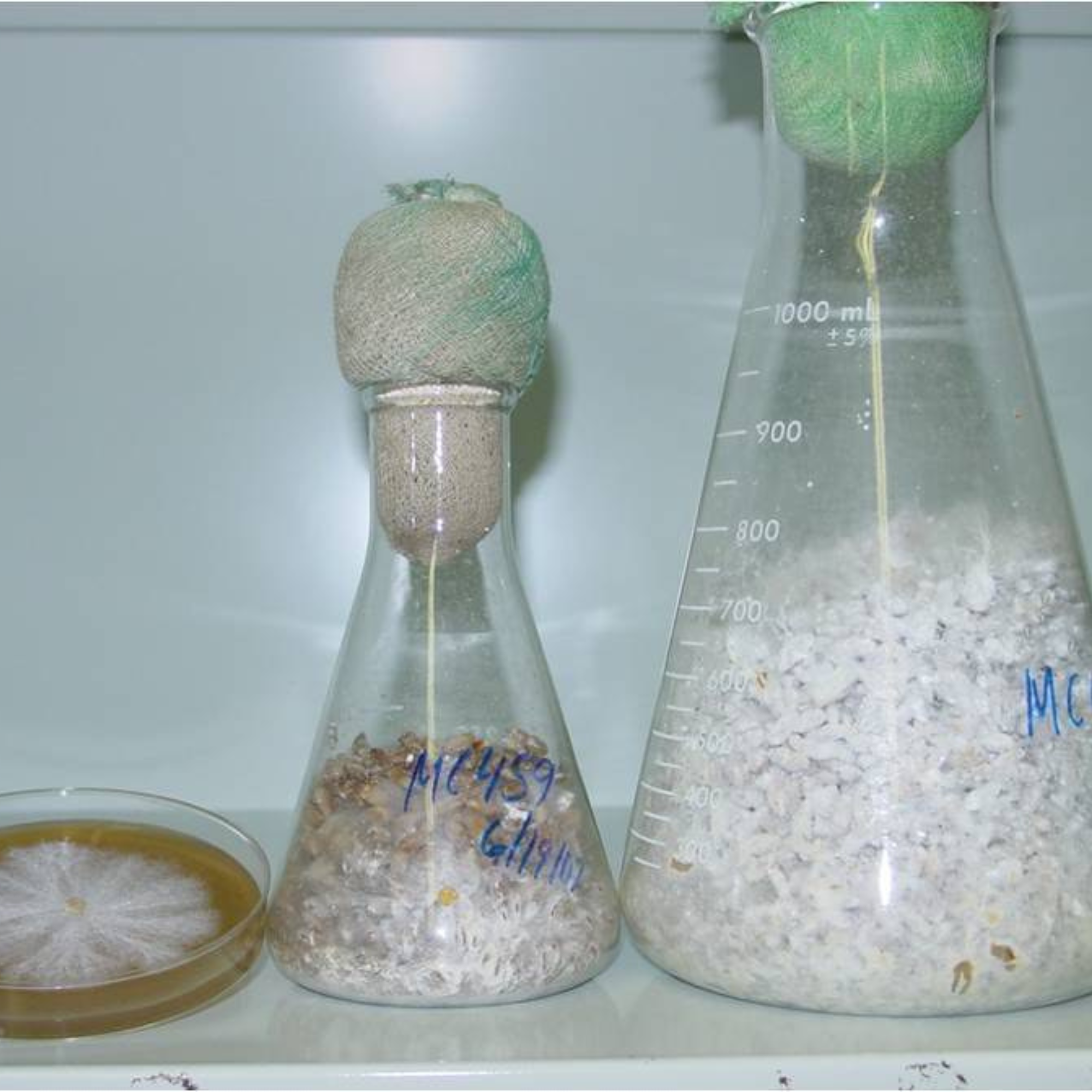 Production Process